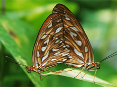 Best of Bonaire - Butterfly Garden