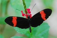 Butterfly Garden Bonaire