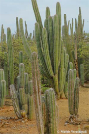 Cacti