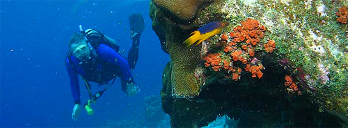 Diving Bonaire