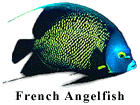 Angel Fish