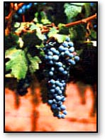 grapes.jpg (18271 bytes)