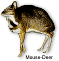 mousedeer.GIF (8851 bytes)
