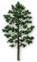 tree1.gif (6848 bytes)