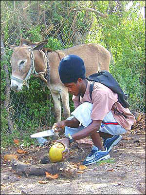 Coconut_Vendor