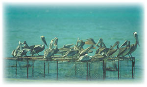 Aruba Wildlife