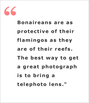 Birds of Bonaire - Quote