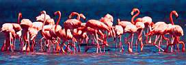 Flamingoes