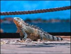 Iguana