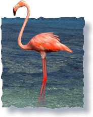 Flamingo on Bonaire