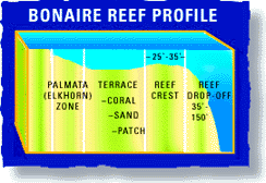 Bonaire Reef