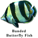 Bonaire Butterfly Fish