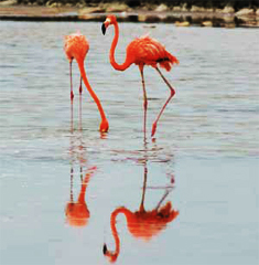 Flamingos