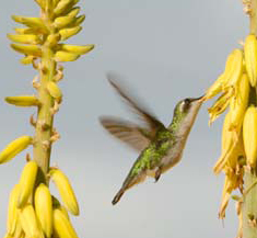 Bonaire Hummingbird