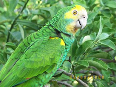 Yellow Shouldered Parrot