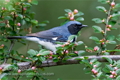 Black Throated Warbler