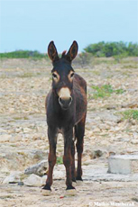 Bonaire History