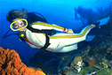 Bonaire Diver