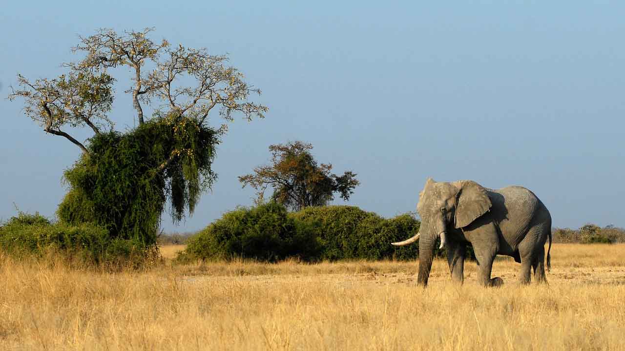 Botswana Park