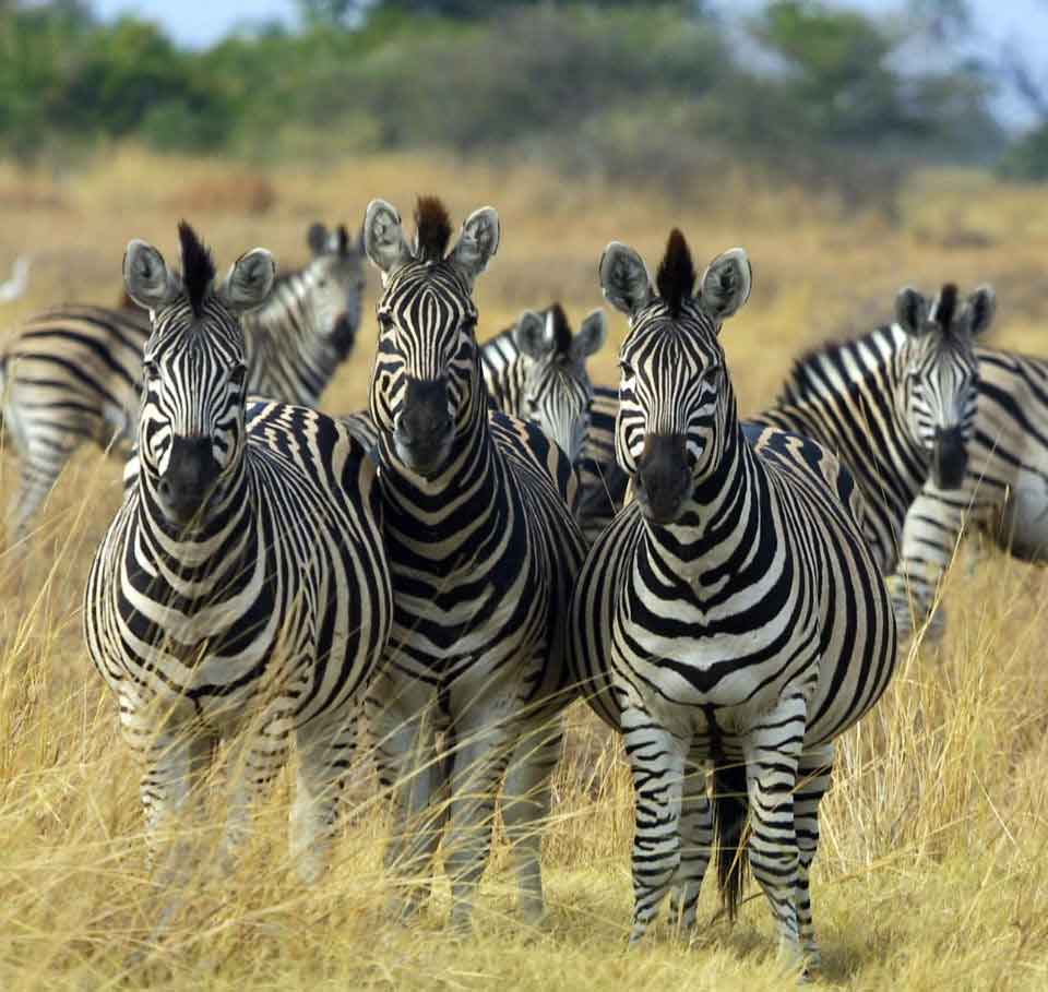 Botswana Zebras