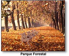 parqueforestal.JPG (29080 bytes)