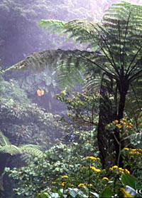 Costa Rica Rainforest