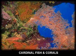 Cardinal Fish and Corals