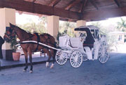 A Social Affair's Wedding Carriage