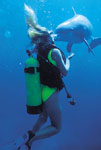 Diver with Dolphin