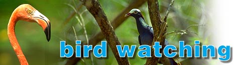 Grand Bahama Bird Watching