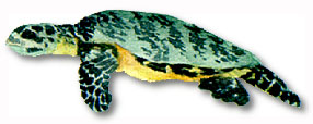 Hawksbill Turtle