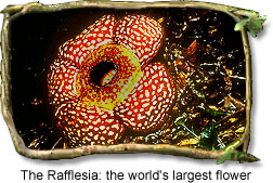 Rafflesia: The Worlds Largest Flower