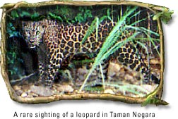 Leopard in Taman Negara