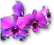 orchid.jpg (7744 bytes)
