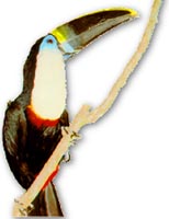 amazonbird02.jpg (10579 bytes)